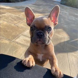 Meet your Posher, Amber